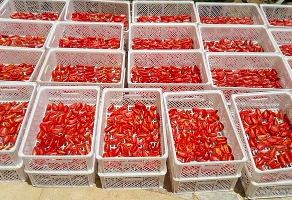 Sun Dried Tomato-big-2